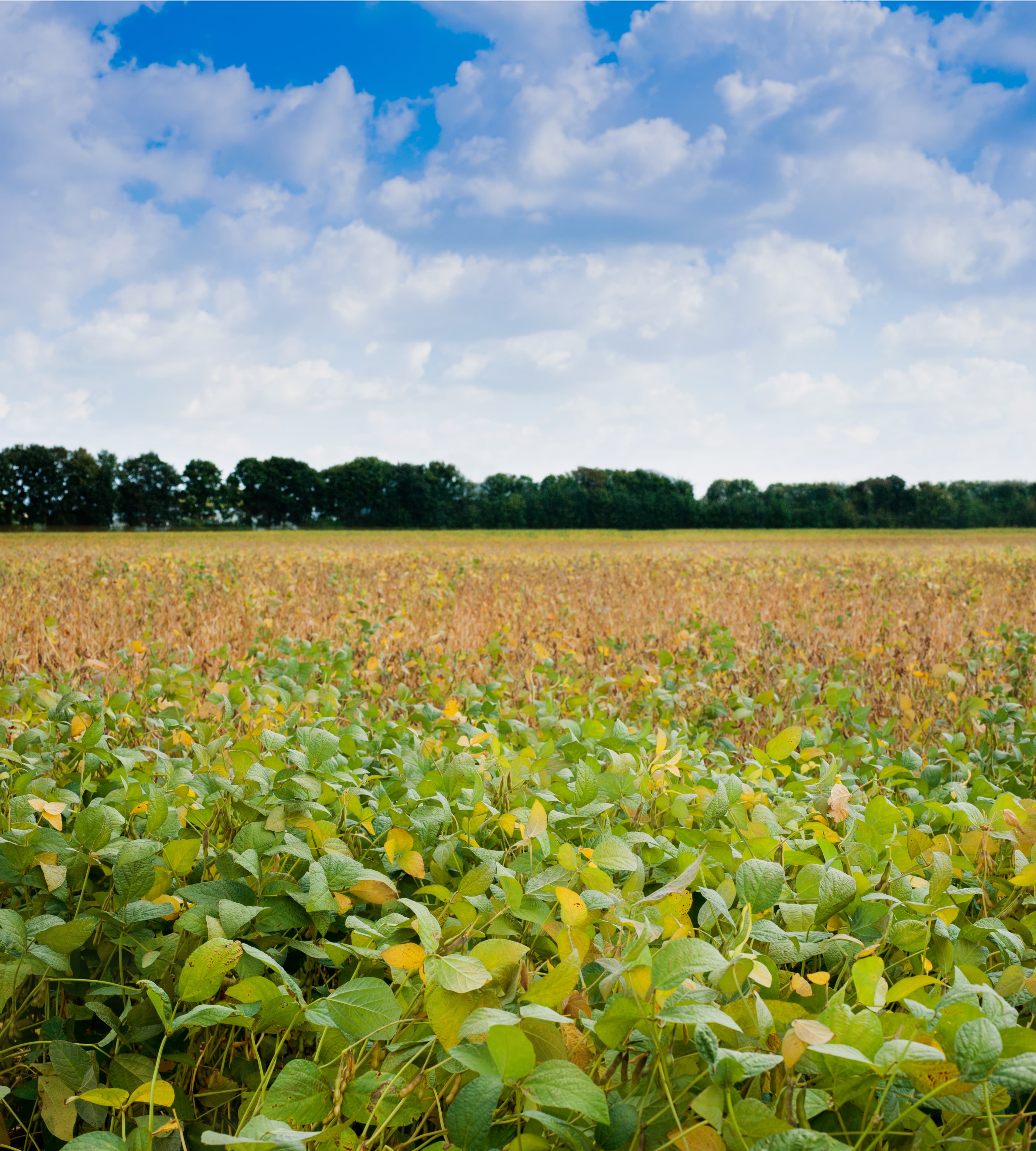 Zero-Waste Farm Initiative – Georgia