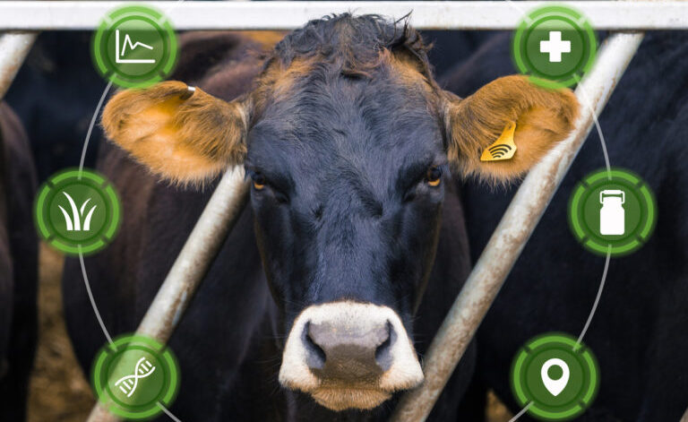 Agritech concept with dairy cow and overlaid graphics