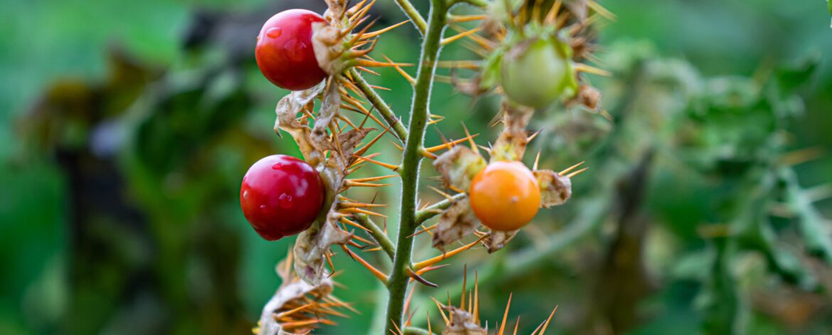 porcupine-tomato-fruit-royalty-free-image-1634335785