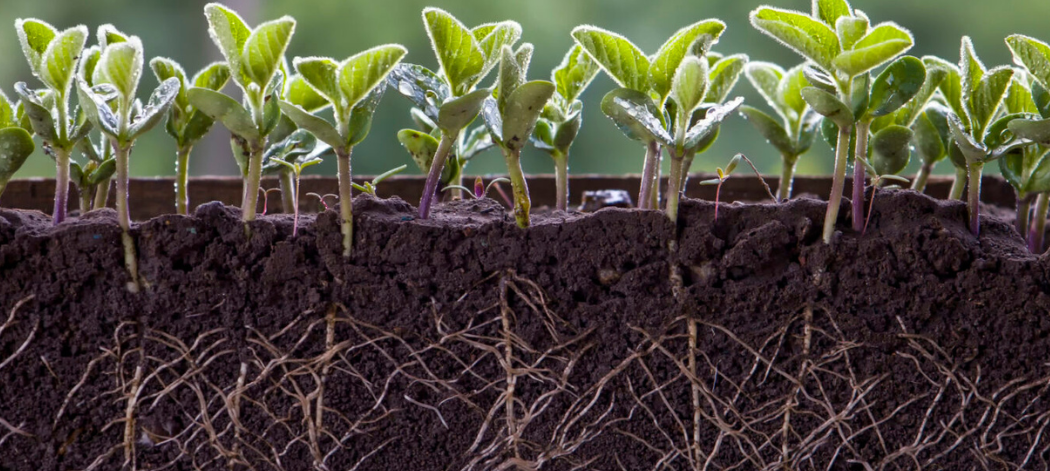 plant root cover