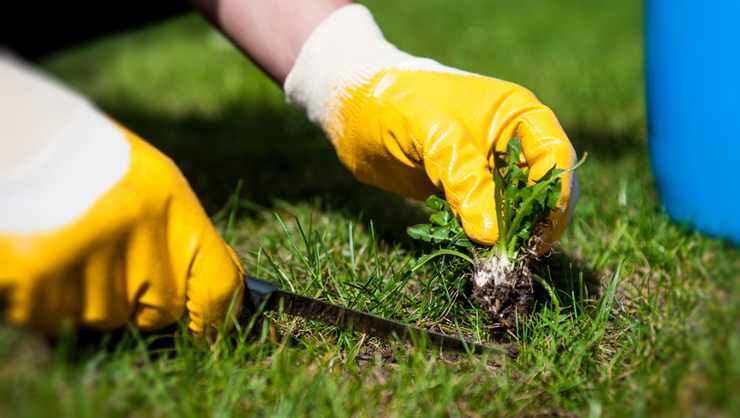 Preventive-Measures-for-Weed-Control-in-Agriculture