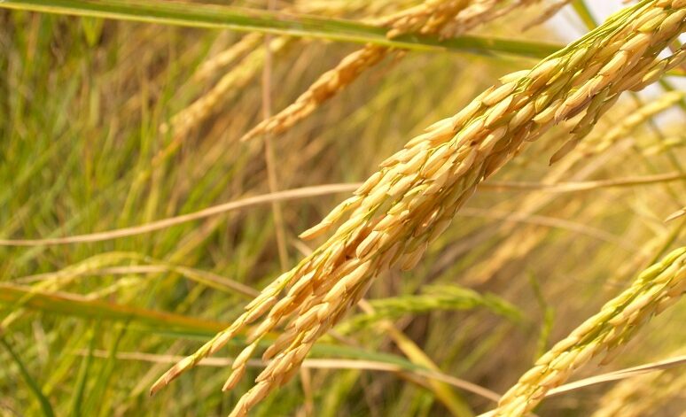 Rice-Field-and-Soil-Preparation